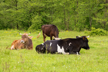 cow cattle grazing grass on the countryside meadow. rural landscape in spring