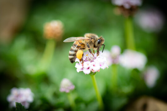 Close up photograph of bee collecting pollen on mauve flower