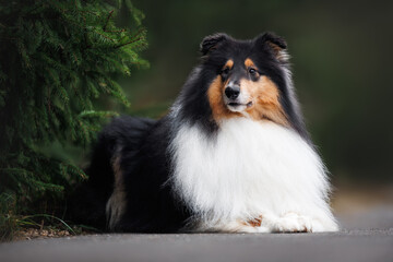 cute rough collie dog lying next to spruce three
