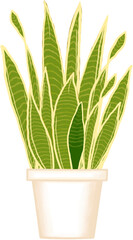 Beautiful green mixed yellow colors of snake plant growing up in a creamy ceramic pot for decorate home and garden.