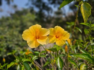orange flower in the garden