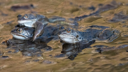 Obraz premium Common frog (Rana temporaria) in early spring, Cairngorms, Scotland