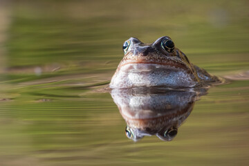 Common frog (Rana temporaria) in early spring, Cairngorms, Scotland