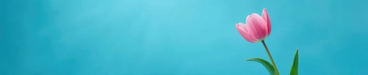Fototapeta premium solitary pink tulip peeking out from behind a leafy branch on a blue background, delicate, blue