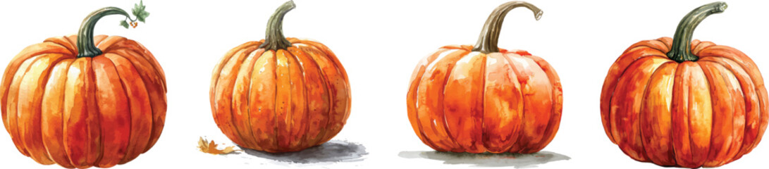 Watercolor Pumpkins Vector Illustration, Isolated on White Background