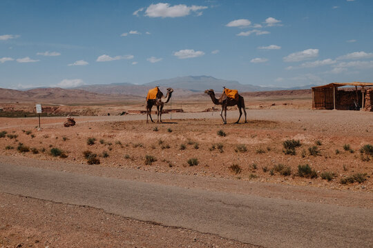Dromedaries in Morocco
