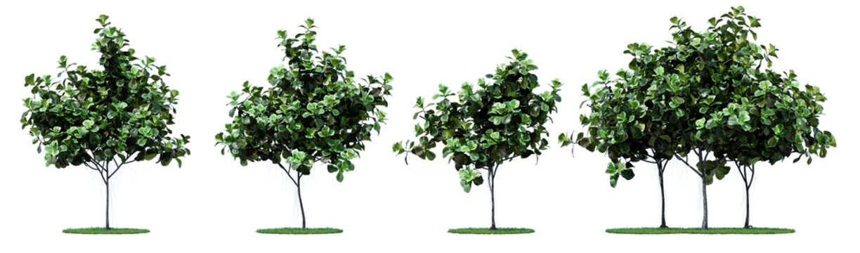 Nature and tropical forest concept. Green Ficus lyrata isolated on transparent background. 3d rendering illustration. PNG format