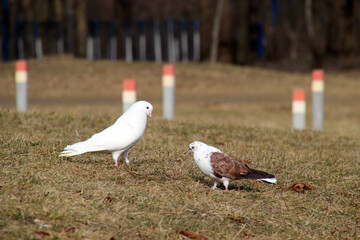 Two doves engage in a gentle interaction on the grass in a serene park setting during a clear...