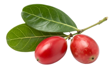 Miracle fruits with leaves isolated on transparent background