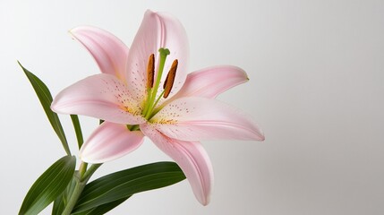 Naklejka premium Delicate pink lily blossom with vibrant green leaves against a soft, light background