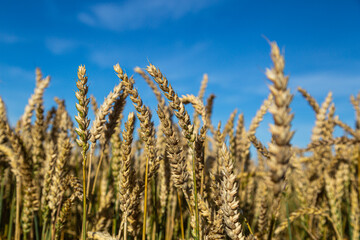 Gold wheat field and blue sky