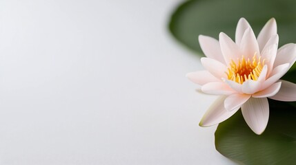 Obraz premium Delicate pink water lily on lily pad, serene