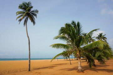 Obraz premium Palm trees, sand. Togolese beach, West Africa. Lome, Togo.