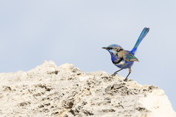 Splendid Fairywren on limestone