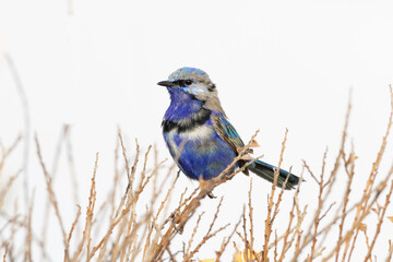 Splendid Fairywren in partial breeding plumagw