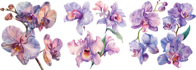 Watercolor Orchid Flowers Vector Illustration Isolated on White Background