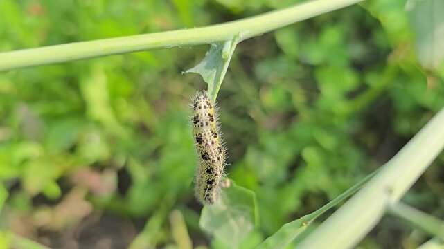 Fall Armyworm sucking cell sap from Mustard Plant