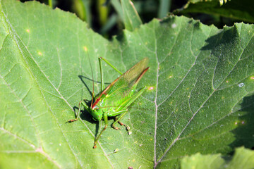 Close view of a vibrant green grasshopper resting on a large leaf in a sunny garden during mid-afternoon in summer, showcasing its unique features and vivid color