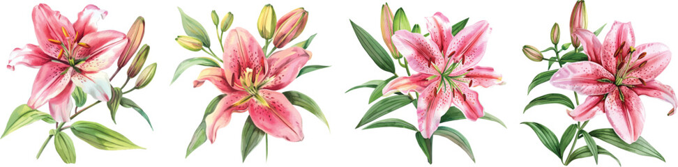 Pink Lily Flowers Collection, Isolated Vector Illustration