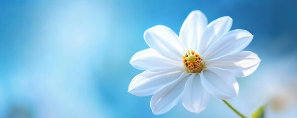 Close-up of white flower with yellow center on soft blue background