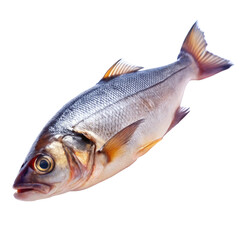 Obraz premium fresh fish on white background