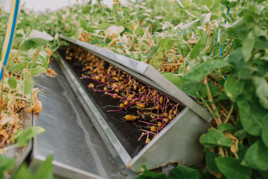 Seed potatoes growing