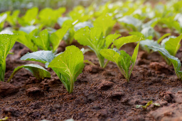 close up on little growing green plant leave on soil in the garden with sunlight for abundance and...