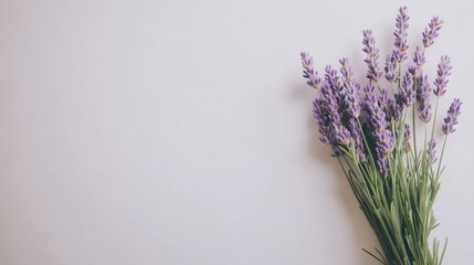 Naklejka premium Lavender bouquet on white background. Simple, elegant