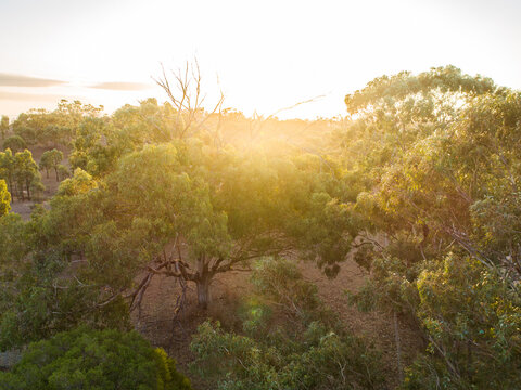 Gold light shining over gum trees in paddock at sunset