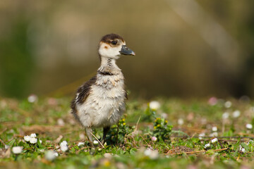 Egyptian goose gosling is standing on the flowery meadow close-up