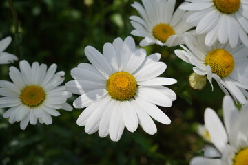 Fototapeta premium white daisies in a garden during summer. pretty floral background. daisy flowers
