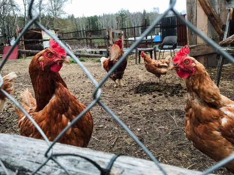 A lively group of chickens is huddled together behind a sturdy chain link fence, clucking and pecking at the ground as they enjoy their surroundings and stay safe from any predators