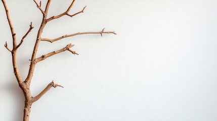 Fototapeta premium Minimalist image of a bare, brown branch against a white background