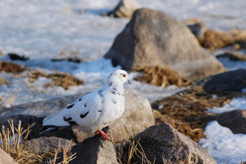 white dove on the beach
