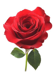 single red rose isolated transparent background