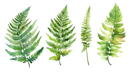 Set of Watercolor Green Fern Plants, Hand-Painted Botanical Illustration in white & transparent