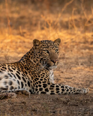 wild huge male leopard or panther or panthera pardus fine art closeup or portrait sitting in forest with eye contact in winter season safari at jhalana leopard reserve jaipur rajasthan india asia