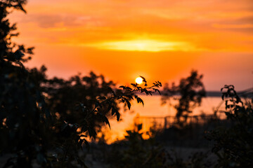 Golden Sunset Over a Tranquil Lake with Silhouetted Branches