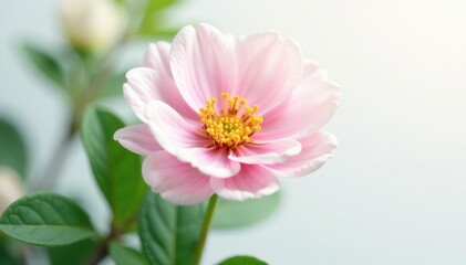 Obraz premium Delicate flower with intricate petals isolated on white background, plants, flowers, leafy