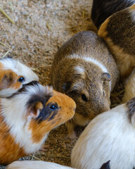 기니피그, 작은동물, 초식, 애완동물 | Guinea pig, small animal, herbivore, pet