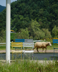 봄과 함께하는 귀여운 양, 자연속 동물, 풀숲에있는 양 | Cute sheep with spring, animals in nature, sheep in the grass