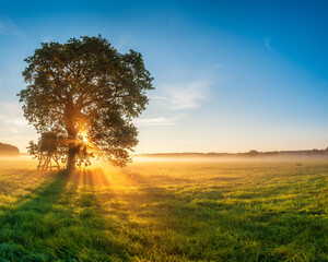 Oak Tree in Meadow full of dew drops at Sunrise, Sunbeams breaking through Morning Fog