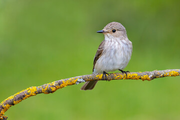 Spotted Flycatcher on a branch