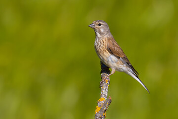 Common Linnet on a branch
