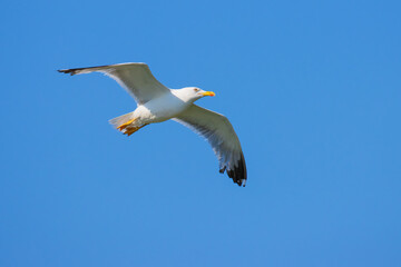 Yellow-legged Gull on the sky