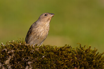 Common Rosefinch on the moss