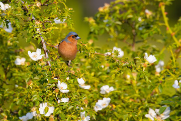 Common chaffinch on a tree