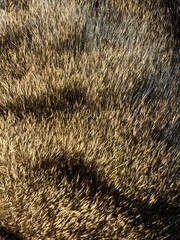 Close-up of Shiny Black and Golden Animal Fur Texture
