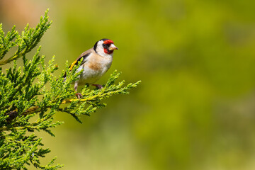 European Goldfinch on a branch