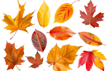 Naklejka premium Autumn Leaves Isolated On transparent, Colorful Foliage, Top View. Vibrant Fall Season, Nature Elements.